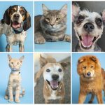 Richtige Pflege für Ihr Haustier
